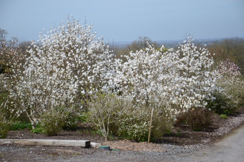 Cherry Tree Arboretum